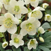 Juliane Rosemarie Nilsson