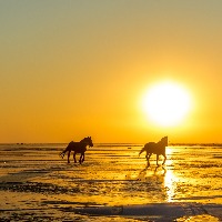 Seved "Sesse" Åkesson